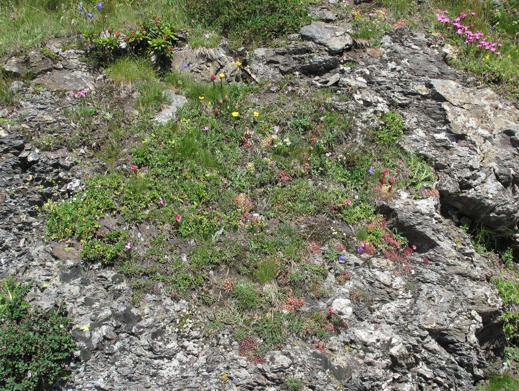 Saponaria lutea